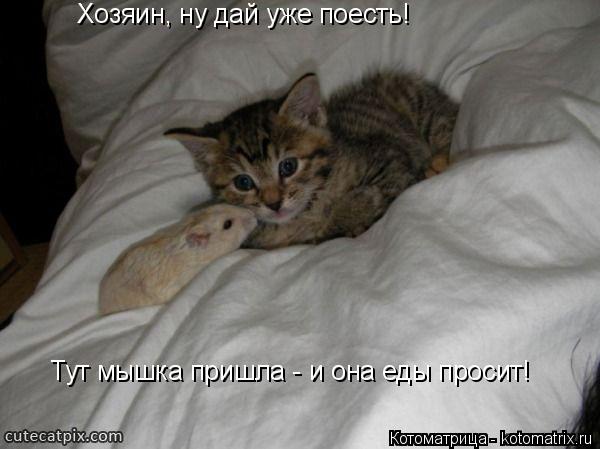 Хозяин, ну дай уже поесть! Тут мышка пришла - и она еды просит!... Котоматрица: Хозяин, ну дай уже поесть! Тут мышка пришла - и она еды просит!