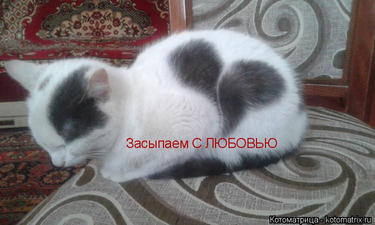 Засыпаем С ЛЮБОВЬЮ... Котоматрица: Засыпаем С ЛЮБОВЬЮ