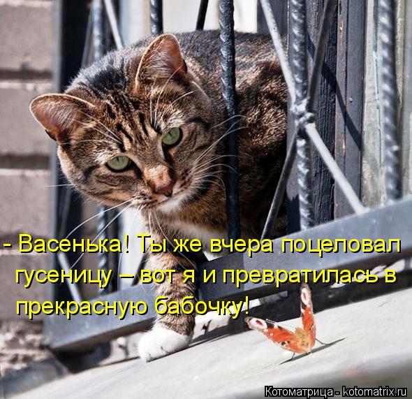 - Васенька! Ты же вчера поцеловал гусеницу – вот я и превратилась в прекрасную бабочку!... Котоматрица: - Васенька! Ты же вчера поцеловал гусеницу – вот я и превратилась в прекрасную бабочку!