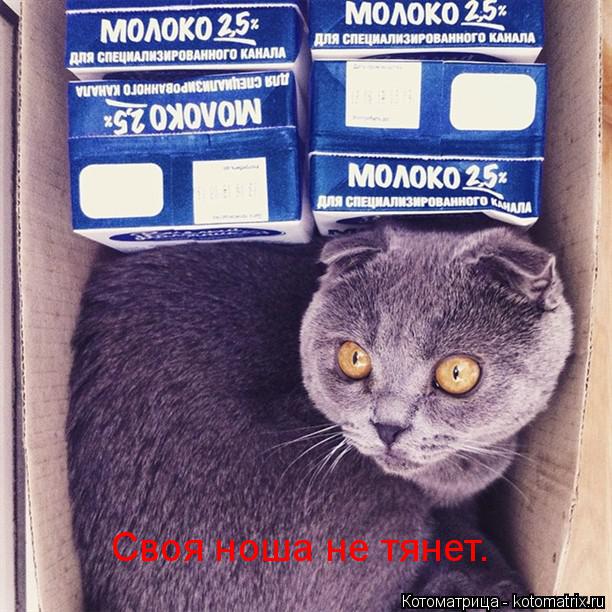 Своя ноша не тянет.... Котоматрица: Своя ноша не тянет.