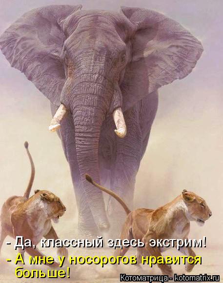 больше! - Да, классный здесь экстрим! - А мне у носорогов нравится... Котоматрица: больше! - Да, классный здесь экстрим! - А мне у носорогов нравится
