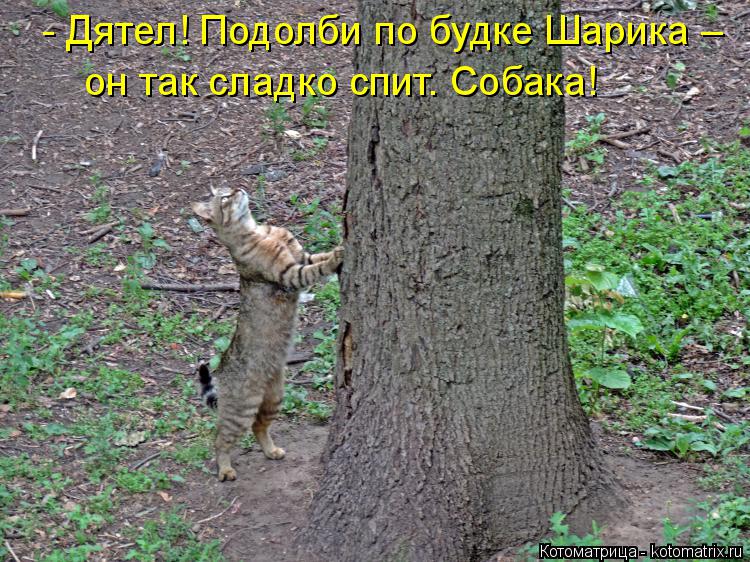 - Дятел! Подолби по будке Шарика – он так сладко спит. Собака!... Котоматрица: - Дятел! Подолби по будке Шарика – он так сладко спит. Собака!