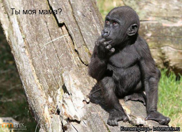 Котоматрица: Ты моя мама?