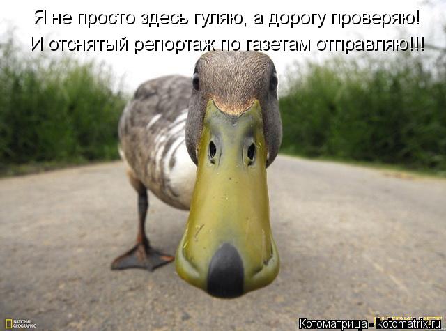 Котоматрица: Я не просто здесь гуляю, а дорогу проверяю! И отснятый репортаж по газетам отправляю!!!