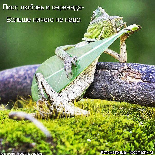 Лист, любовь и серенада- Больше ничего не надо.... Котоматрица: Лист, любовь и серенада- Больше ничего не надо.