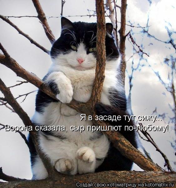 Я в засаде тут сижу... Ворона сказала, сыр пришлют по-любому!... Котоматрица: Я в засаде тут сижу... Ворона сказала, сыр пришлют по-любому!