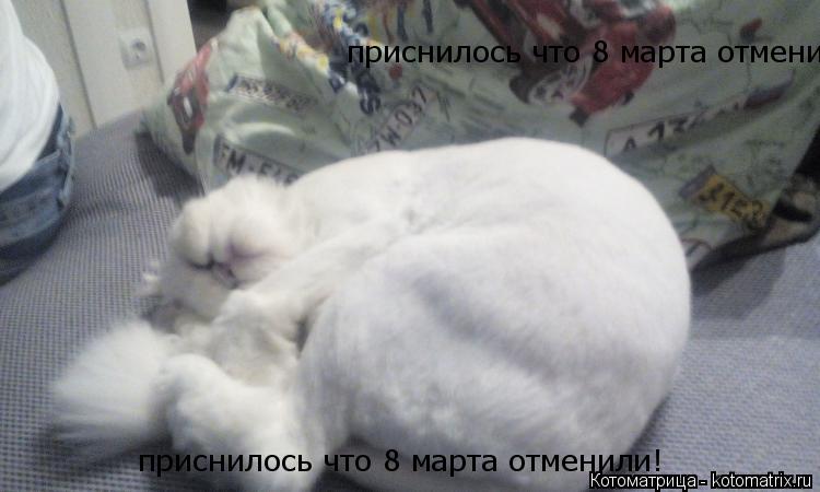 приснилось что 8 марта отменили! приснилось что 8 марта отменили!... Котоматрица: приснилось что 8 марта отменили! приснилось что 8 марта отменили!