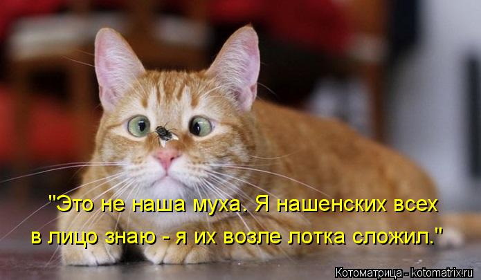 "Это не наша муха. Я нашенских всех в лицо знаю - я их возле лотка сложил."... Котоматрица: "Это не наша муха. Я нашенских всех в лицо знаю - я их возле лотка сложил."