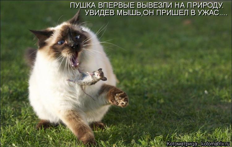 ПУШКА ВПЕРВЫЕ ВЫВЕЗЛИ НА ПРИРОДУ. УВИДЕВ МЫШЬ,ОН ПРИШЕЛ В УЖАС....... Котоматрица: ПУШКА ВПЕРВЫЕ ВЫВЕЗЛИ НА ПРИРОДУ. УВИДЕВ МЫШЬ,ОН ПРИШЕЛ В УЖАС....