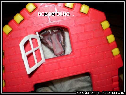 новое окно...... Котоматрица: новое окно...