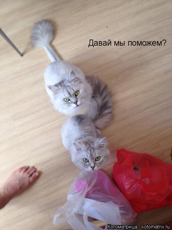 Давай мы поможем?... Котоматрица: Давай мы поможем?