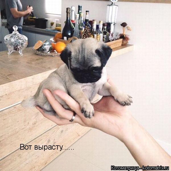 Котоматрица: Вот вырасту......