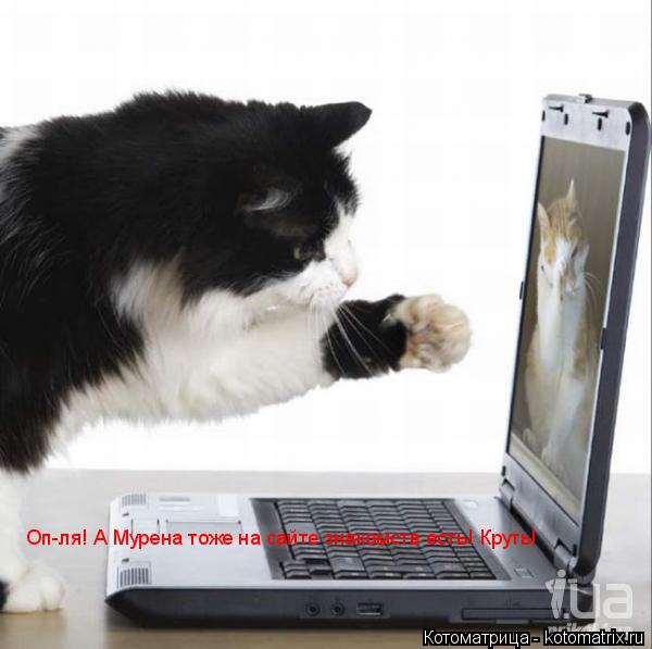Оп-ля! А Мурена тоже на сайте знакомств есть! Круть!... Котоматрица: Оп-ля! А Мурена тоже на сайте знакомств есть! Круть!