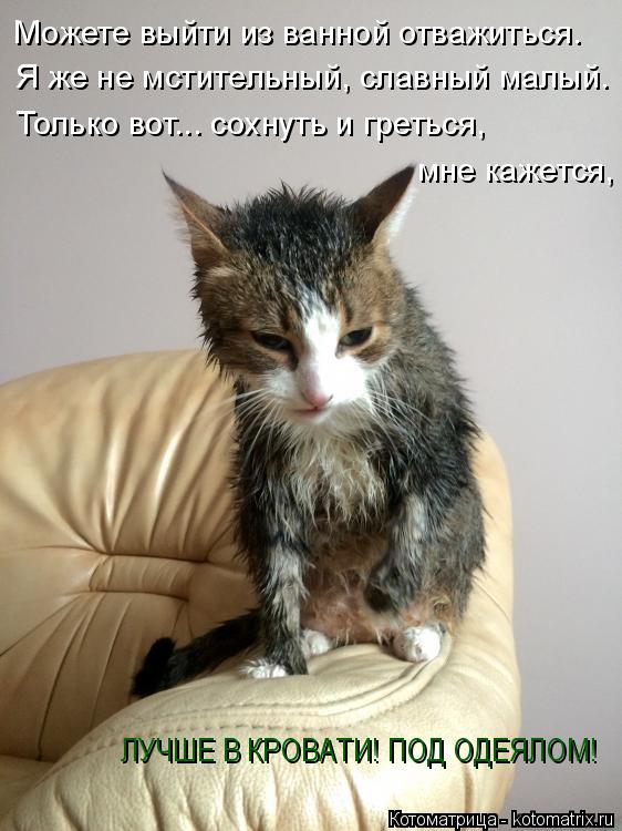 ЛУЧШЕ В КРОВАТИ! ПОД ОДЕЯЛОМ! Можете выйти из ванной отважиться. Я же не мстительный, славный малый. ... Котоматрица: ЛУЧШЕ В КРОВАТИ! ПОД ОДЕЯЛОМ! Можете выйти из ванной отважиться. Я же не мстительный, славный малый. Только вот... сохнуть и греться, мне каже