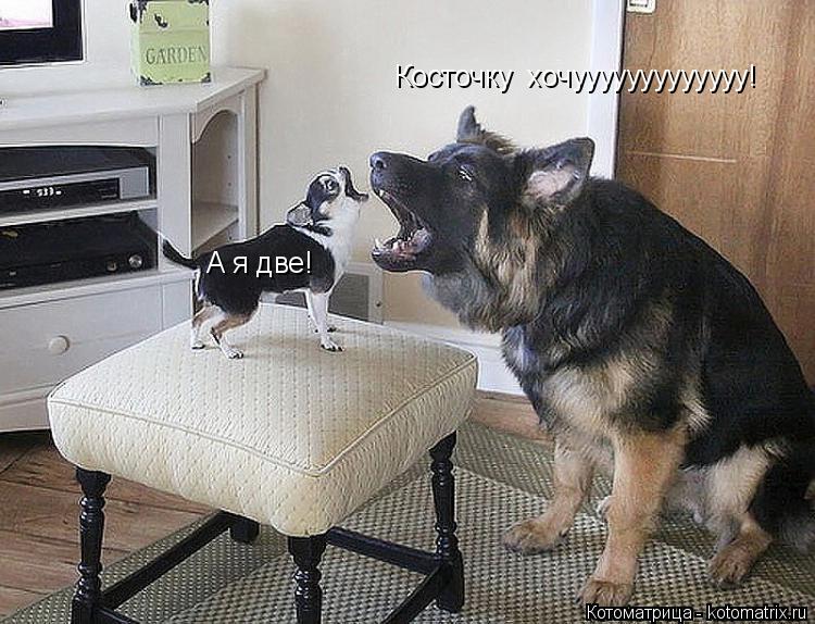 Косточку хочууууууууууууу! А я две!... Котоматрица: Косточку хочууууууууууууу! А я две!