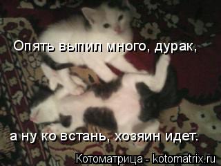 Опять выпил много, дурак, а ну ко встань, хозяин идет.... Котоматрица: Опять выпил много, дурак, а ну ко встань, хозяин идет.