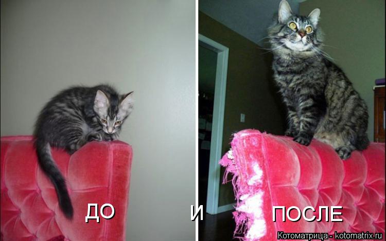 ДО ДО И ПОСЛЕ... Котоматрица: ДО ДО И ПОСЛЕ