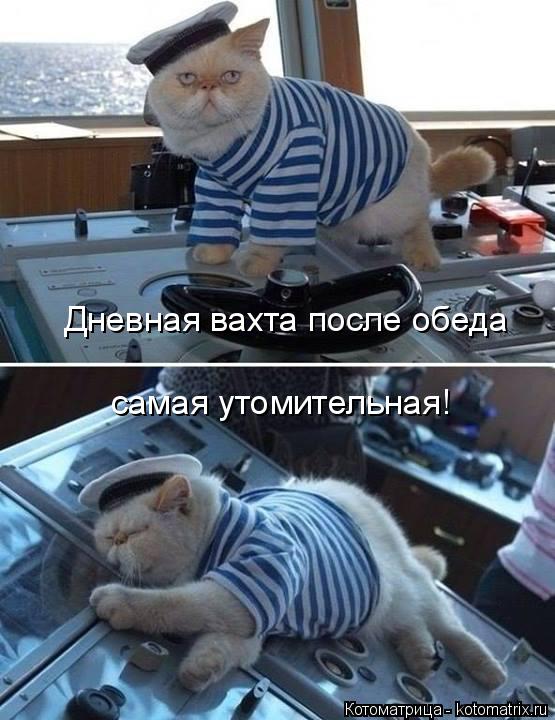 Дневная вахта после обеда самая утомительная!... Котоматрица: Дневная вахта после обеда самая утомительная!