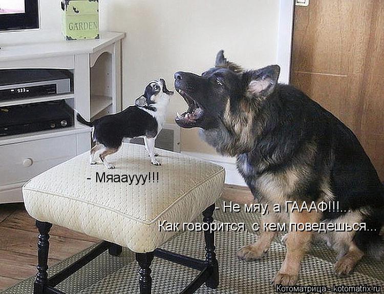 - Мяааууу!!! Как говорится, с кем поведешься... - Не мяу, а ГАААФ!!!...... Котоматрица: - Мяааууу!!! Как говорится, с кем поведешься... - Не мяу, а ГАААФ!!!...