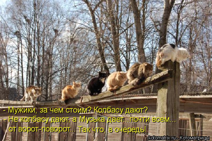 - Мужики, за чем стоим? Колбасу дают? - Не колбасу дают, а Муська дает...почти всем... от ворот-повор... Котоматрица: - Мужики, за чем стоим? Колбасу дают? - Не колбасу дают, а Муська дает...почти всем... от ворот-поворот... Так что, в очередь!