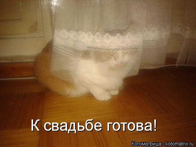К свадьбе готова!... Котоматрица: К свадьбе готова!