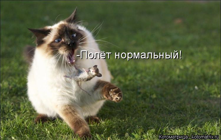 -Полёт нормальный!... Котоматрица: -Полёт нормальный!