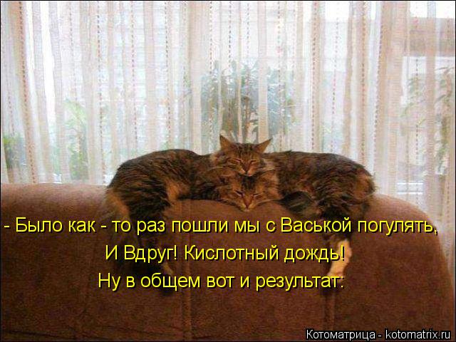 И Вдруг! Кислотный дождь! - Было как - то раз пошли мы с Васькой погулять, Ну в общем вот и результа... Котоматрица: И Вдруг! Кислотный дождь! - Было как - то раз пошли мы с Васькой погулять, Ну в общем вот и результат: