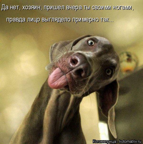 Да нет, хозяин, пришел вчера ты своими ногами, правда лицо выглядело примерно так...... Котоматрица: Да нет, хозяин, пришел вчера ты своими ногами, правда лицо выглядело примерно так...