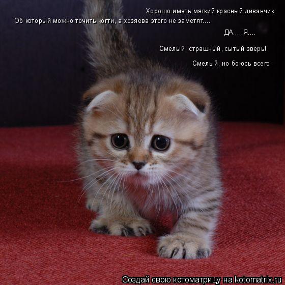 Котоматрица: Хорошо иметь мягкий красный диванчик. Об который можно точить когти, а хозяева этого не заметят.... ДА.....Я.... Смелый, страшный, сытый зверь! См