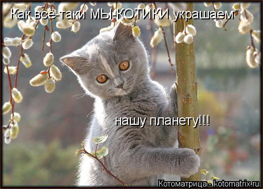 Как всё-таки МЫ-КОТИКИ украшаем нашу планету!!!... Котоматрица: Как всё-таки МЫ-КОТИКИ украшаем нашу планету!!!