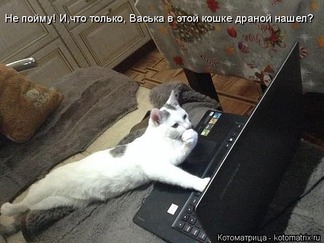 Не пойму! И,что только, Васька в этой кошке драной нашел?... Котоматрица: Не пойму! И,что только, Васька в этой кошке драной нашел?