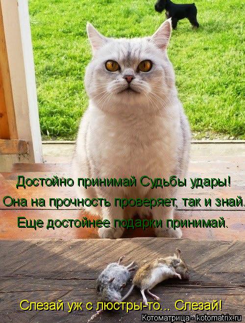 Достойно принимай Судьбы удары! Она на прочность проверяет, так и знай. Слезай уж с люстры-то... Слез... Котоматрица: Достойно принимай Судьбы удары! Она на прочность проверяет, так и знай. Слезай уж с люстры-то... Слезай! Еще достойнее подарки принимай.