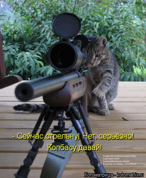 - Сейчас стрельну! Нет, серьёзно! Колбасу давай!... Котоматрица: - Сейчас стрельну! Нет, серьёзно! Колбасу давай!