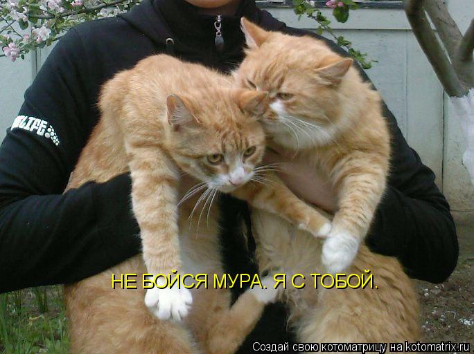 НЕ БОЙСЯ МУРА. Я С ТОБОЙ.... Котоматрица: НЕ БОЙСЯ МУРА. Я С ТОБОЙ.