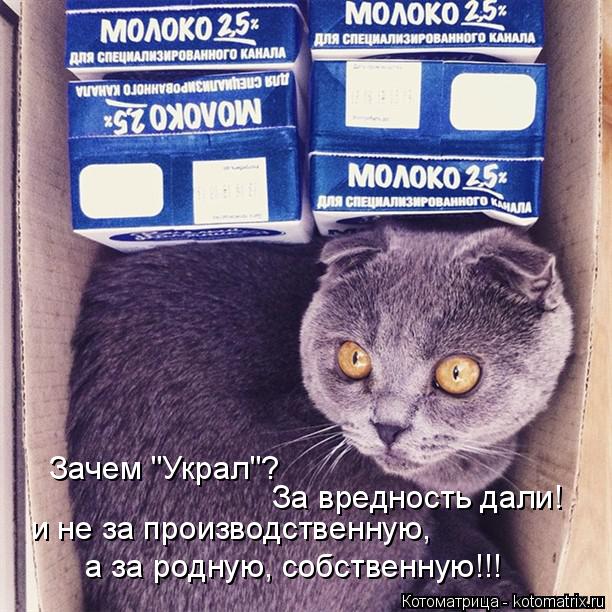 Зачем "Украл"? За вредность дали! и не за производственную, а за родную, собственную!!!... Котоматрица: Зачем "Украл"? За вредность дали! и не за производственную, а за родную, собственную!!!
