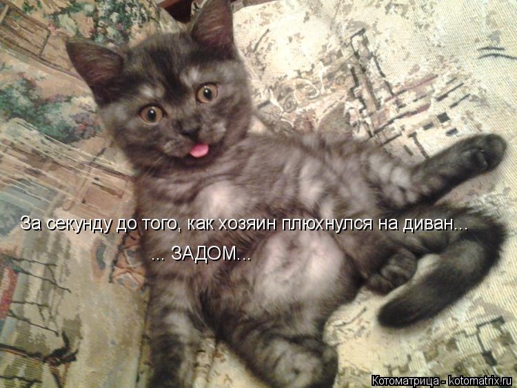 За секунду до того, как хозяин плюхнулся на диван... ... ЗАДОМ...... Котоматрица: За секунду до того, как хозяин плюхнулся на диван... ... ЗАДОМ...
