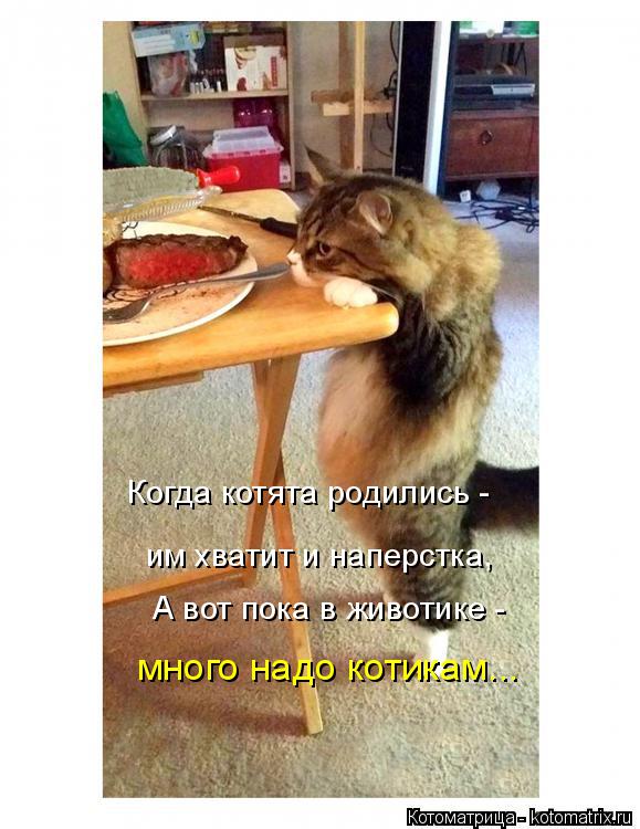 Когда котята родились - им хватит и наперстка, А вот пока в животике - много надо котикам...... Котоматрица: Когда котята родились - им хватит и наперстка, А вот пока в животике - много надо котикам...