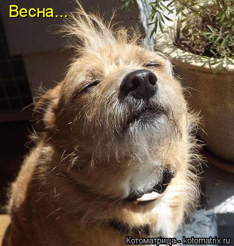 Весна...... Котоматрица: Весна...