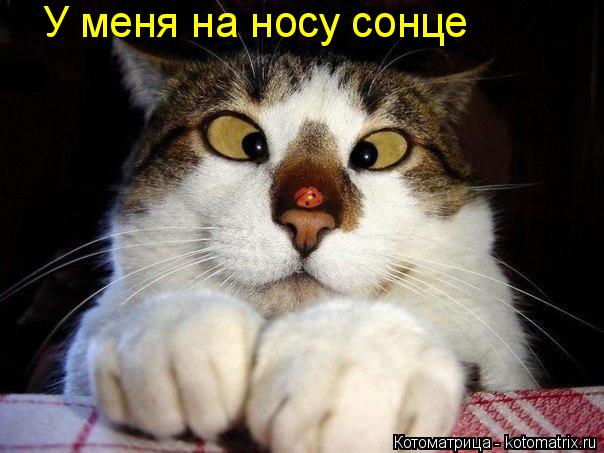 У меня на носу сонце... Котоматрица: У меня на носу сонце