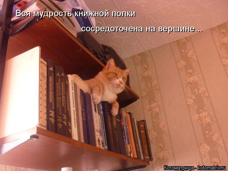 Вся мудрость книжной полки сосредоточена на вершине...... Котоматрица: Вся мудрость книжной полки сосредоточена на вершине...
