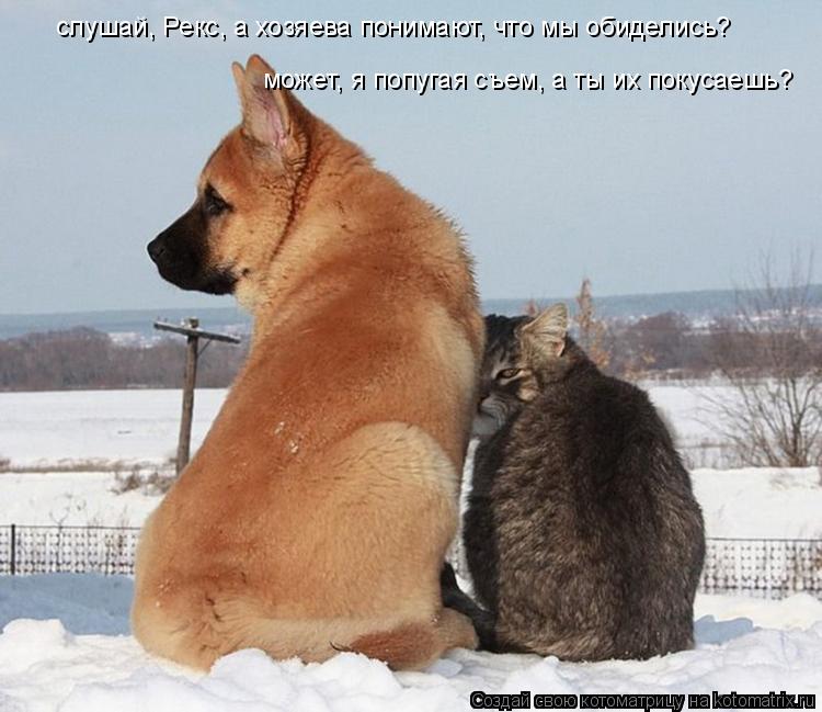 может, я попугая съем, а ты их покусаешь? слушай, Рекс, а хозяева понимают, что мы обиделись?... Котоматрица: может, я попугая съем, а ты их покусаешь? слушай, Рекс, а хозяева понимают, что мы обиделись?