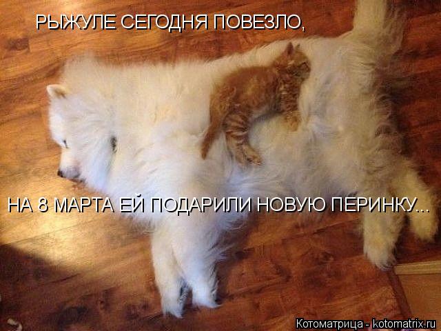РЫЖУЛЕ СЕГОДНЯ ПОВЕЗЛО, НА 8 МАРТА ЕЙ ПОДАРИЛИ НОВУЮ ПЕРИНКУ...... Котоматрица: РЫЖУЛЕ СЕГОДНЯ ПОВЕЗЛО, НА 8 МАРТА ЕЙ ПОДАРИЛИ НОВУЮ ПЕРИНКУ...