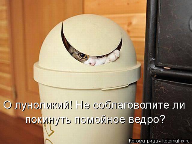 О луноликий! Не соблаговолите ли покинуть помойное ведро?... Котоматрица: О луноликий! Не соблаговолите ли покинуть помойное ведро?
