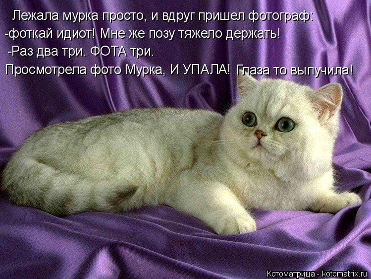 Лежала мурка просто, и вдруг пришел фотограф: -фоткай идиот! Мне же позу тяжело держать! -Раз два три... Котоматрица: Лежала мурка просто, и вдруг пришел фотограф: -фоткай идиот! Мне же позу тяжело держать! -Раз два три. ФОТА три. Просмотрела фото Мурка, И УПАЛ