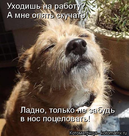 Уходишь на работу? А мне опять скучать! Ладно, только не забудь в нос поцеловать!... Котоматрица: Уходишь на работу? А мне опять скучать! Ладно, только не забудь в нос поцеловать!