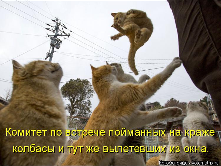 колбасы и тут же вылетевших из окна. Комитет по встрече пойманных на краже... Котоматрица: колбасы и тут же вылетевших из окна. Комитет по встрече пойманных на краже