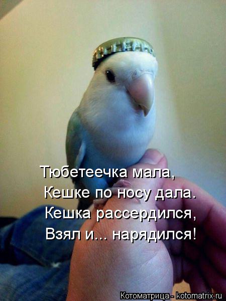 Тюбетеечка мала, Кешке по носу дала. Кешка рассердился, Взял и... нарядился!... Котоматрица: Тюбетеечка мала, Кешке по носу дала. Кешка рассердился, Взял и... нарядился!