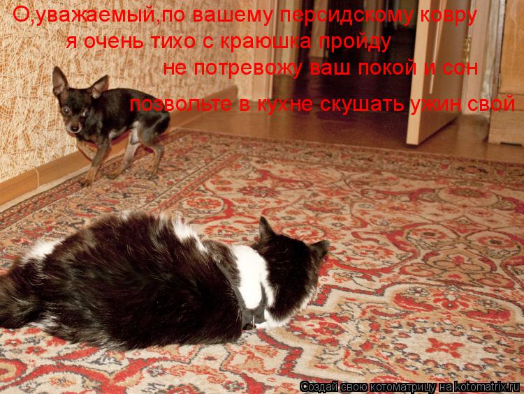 О,уважаемый,по вашему персидскому ковру я очень тихо с краюшка пройду не потревожу ваш покой и сон по... Котоматрица: О,уважаемый,по вашему персидскому ковру я очень тихо с краюшка пройду не потревожу ваш покой и сон позвольте в кухне скушать ужин свой