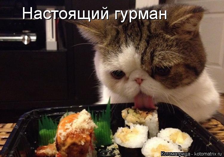 Настоящий гурман... Котоматрица: Настоящий гурман