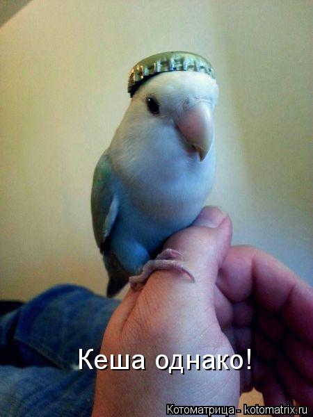 Кеша однако!... Котоматрица: Кеша однако!